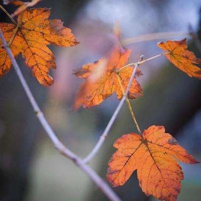 足球滚球的正规平台app手机app下载